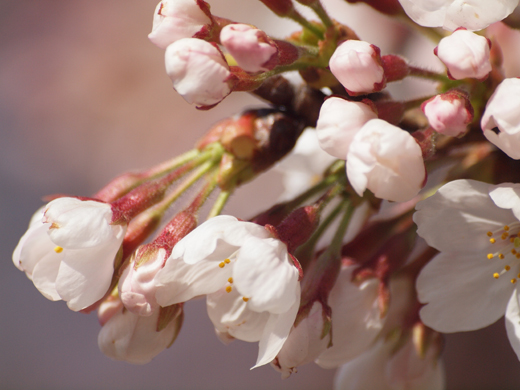 風に吹かれて桜咲く_a0161380_1131554.jpg