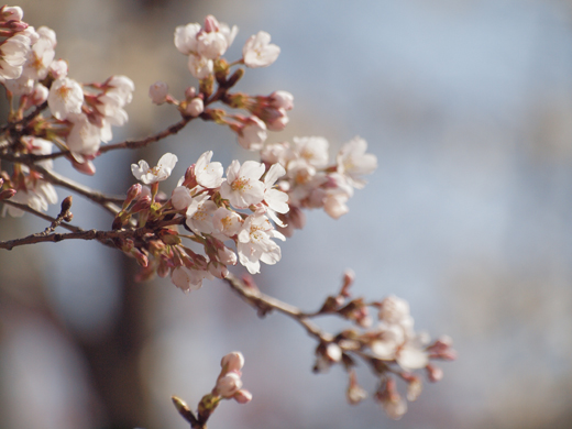 風に吹かれて桜咲く_a0161380_1132176.jpg