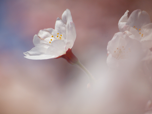 風に吹かれて桜咲く_a0161380_1134039.jpg