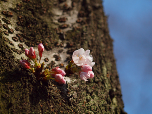 風に吹かれて桜咲く_a0161380_1134616.jpg