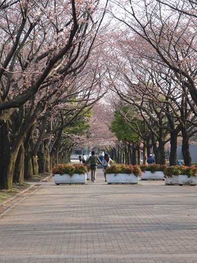 風に吹かれて桜咲く_a0161380_113549.jpg