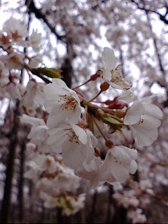 f0004180_1526412.jpg