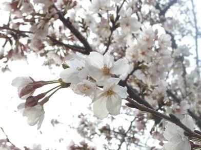桜  (サクランボと平和）_f0202682_11325016.jpg