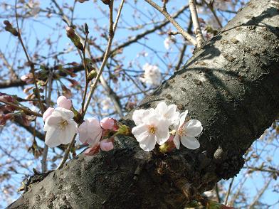 桜  (サクランボと平和）_f0202682_11334170.jpg