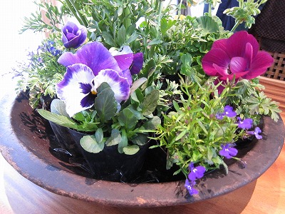 なーんちゃって寄せ植え_d0133485_14351025.jpg