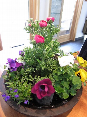 なーんちゃって寄せ植え_d0133485_1435228.jpg