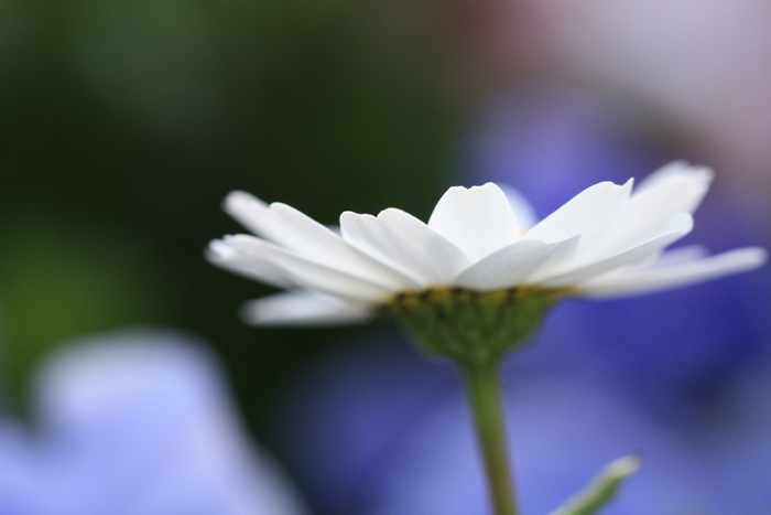 Flowers ～ノースポール～_e0195587_1718442.jpg