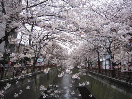 目黒川の桜を見に行ってきました。_c0190188_14415537.jpg