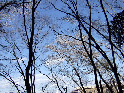 八幡山の桜は・・・_b0104592_1741934.jpg