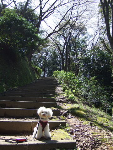 八幡山の桜は・・・_b0104592_175114.jpg