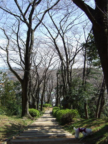 八幡山の桜は・・・_b0104592_1774996.jpg