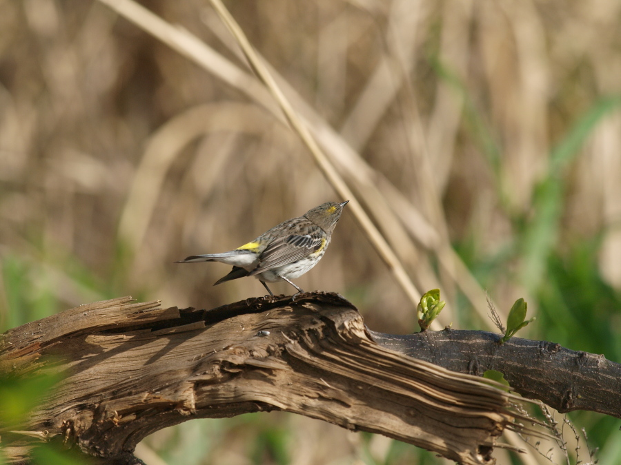 珍鳥キヅタアメリカムシクイ-2_c0098793_235529.jpg