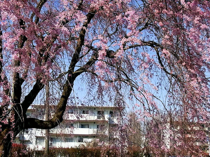   しだれ桜_c0061695_9502661.jpg