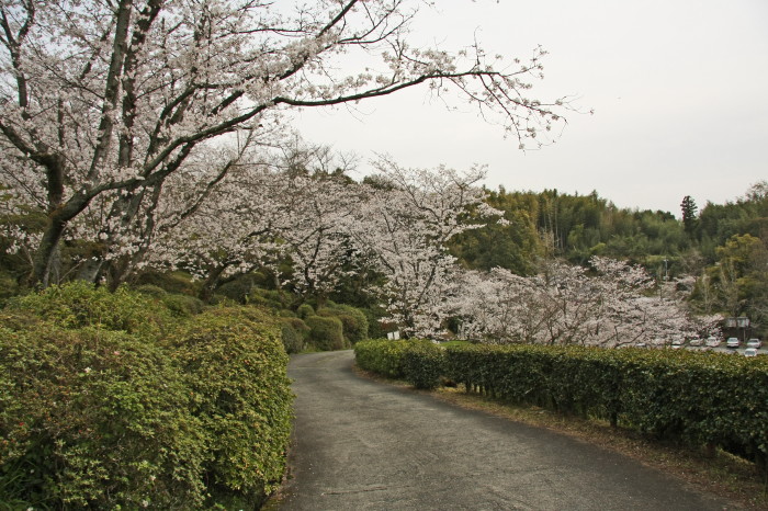 日輪寺と桜_d0150095_1327134.jpg