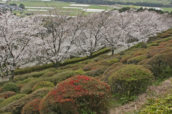 日輪寺と桜_d0150095_13281910.jpg