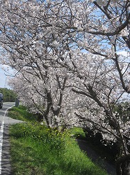 みやま市瀬高町の桜（名所）_a0137997_10333220.jpg