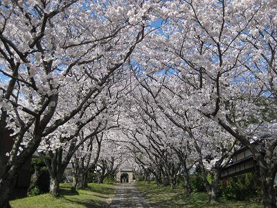 武雄の桜 2010_f0040201_2311328.jpg