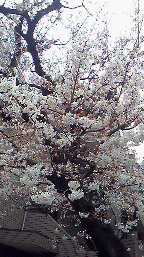 桜。_f0195703_1422973.jpg