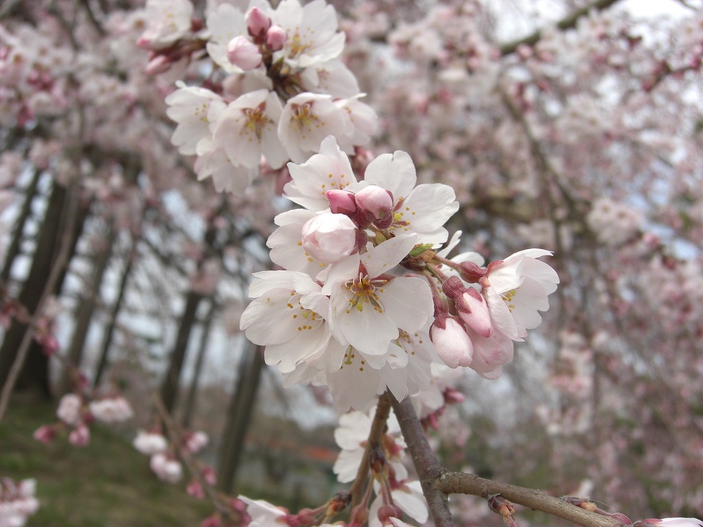 宇治川の桜_b0046204_18533211.jpg