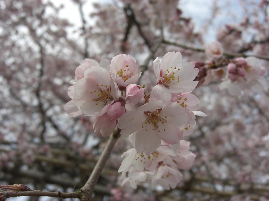 宇治川の桜_b0046204_18541269.jpg