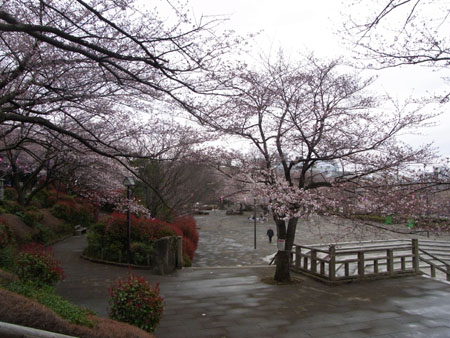 今日の桜　（1）　　　　today’s cherry blossoms　(1)_c0095308_1414971.jpg