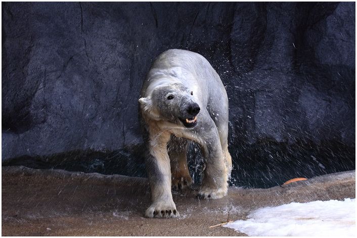 旭山動物園　～さつき　ホッキョクグマ～_f0139911_22404170.jpg