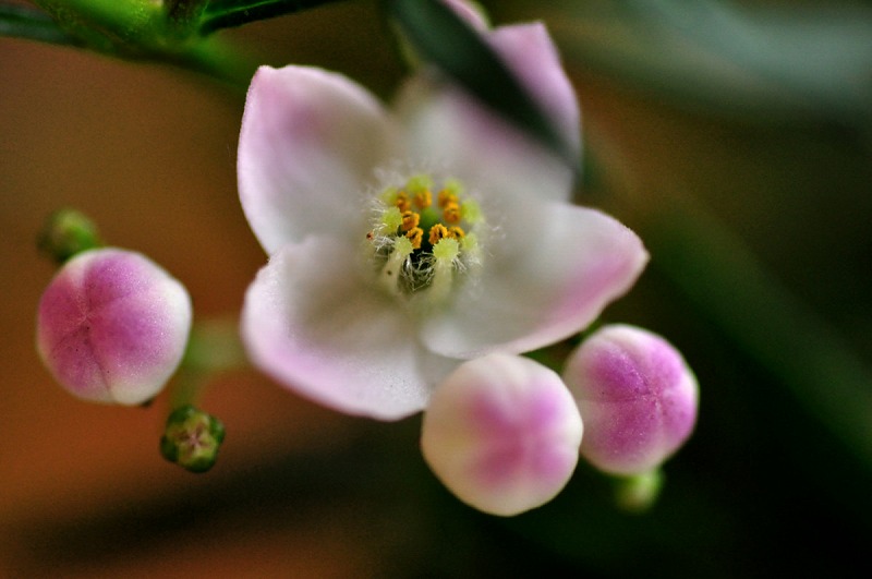 Boronia　love love_a0162813_1645174.jpg