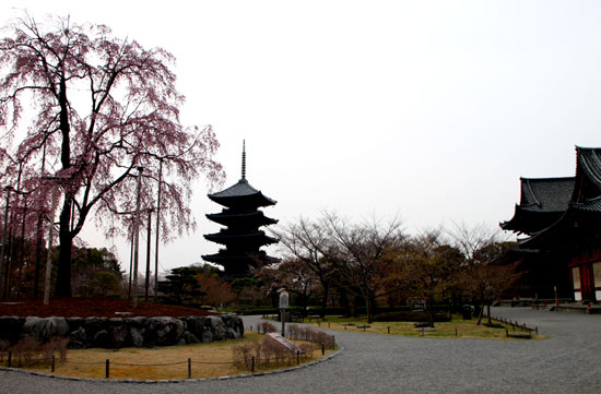 東寺でも咲き始めた_e0048413_2181223.jpg