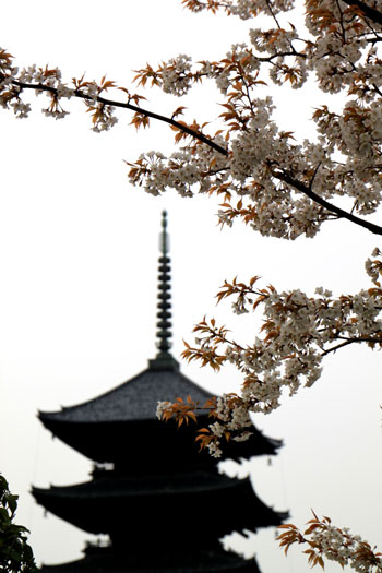 東寺でも咲き始めた_e0048413_218437.jpg