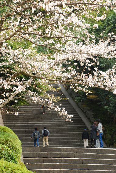 桜　－　祇園とか知恩院とか木屋町とか…_a0114714_17302076.jpg