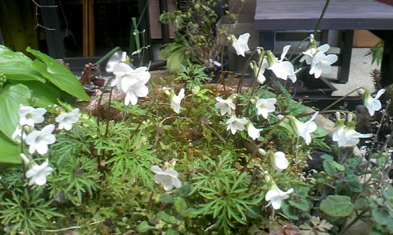f0061414_15521536.jpg