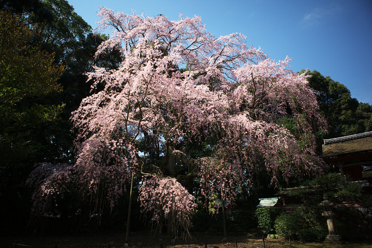 醍醐寺のさくら　その2（京都府京都市伏見区）_c0115616_18101869.jpg