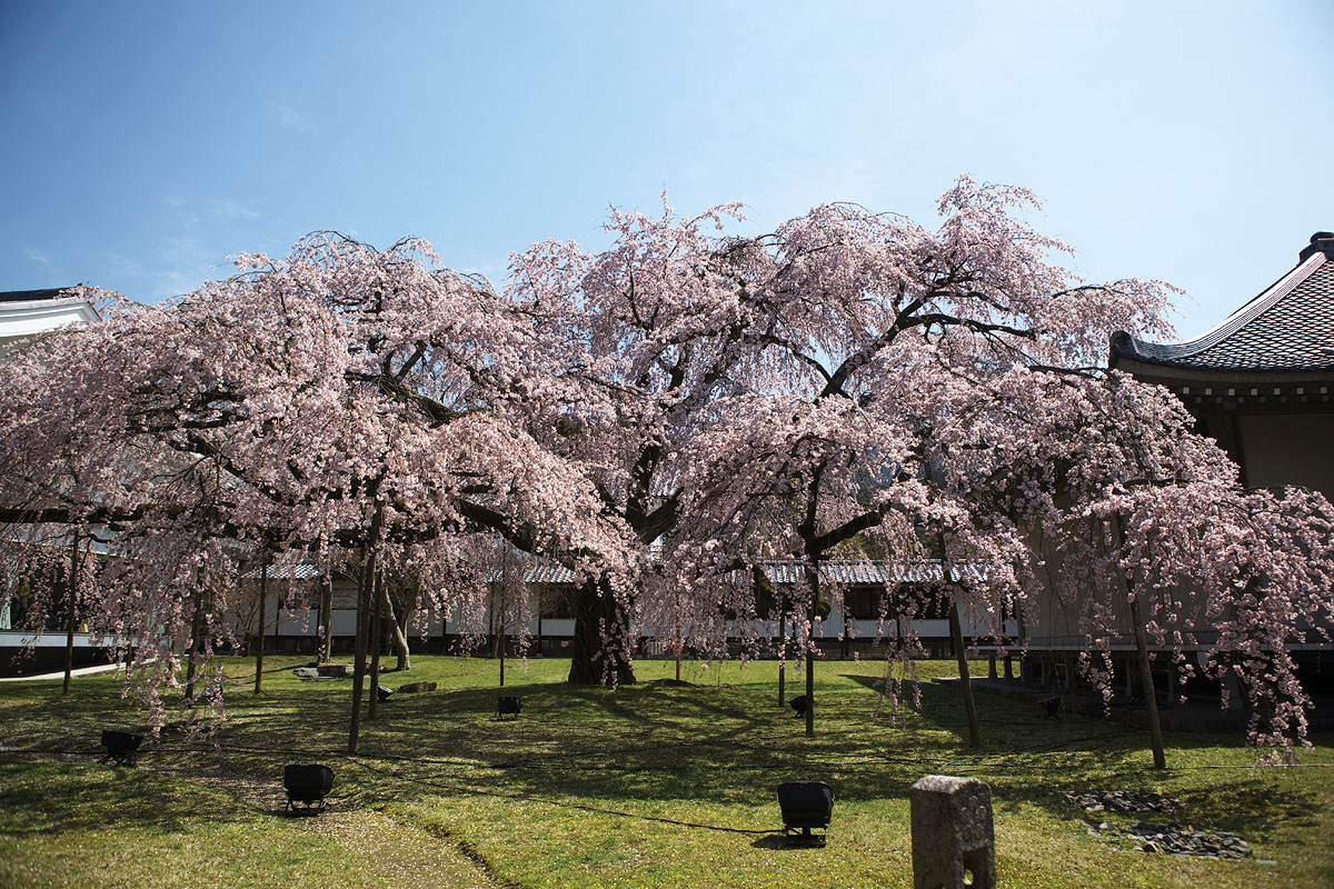 醍醐寺のさくら　その2（京都府京都市伏見区）_c0115616_18122138.jpg