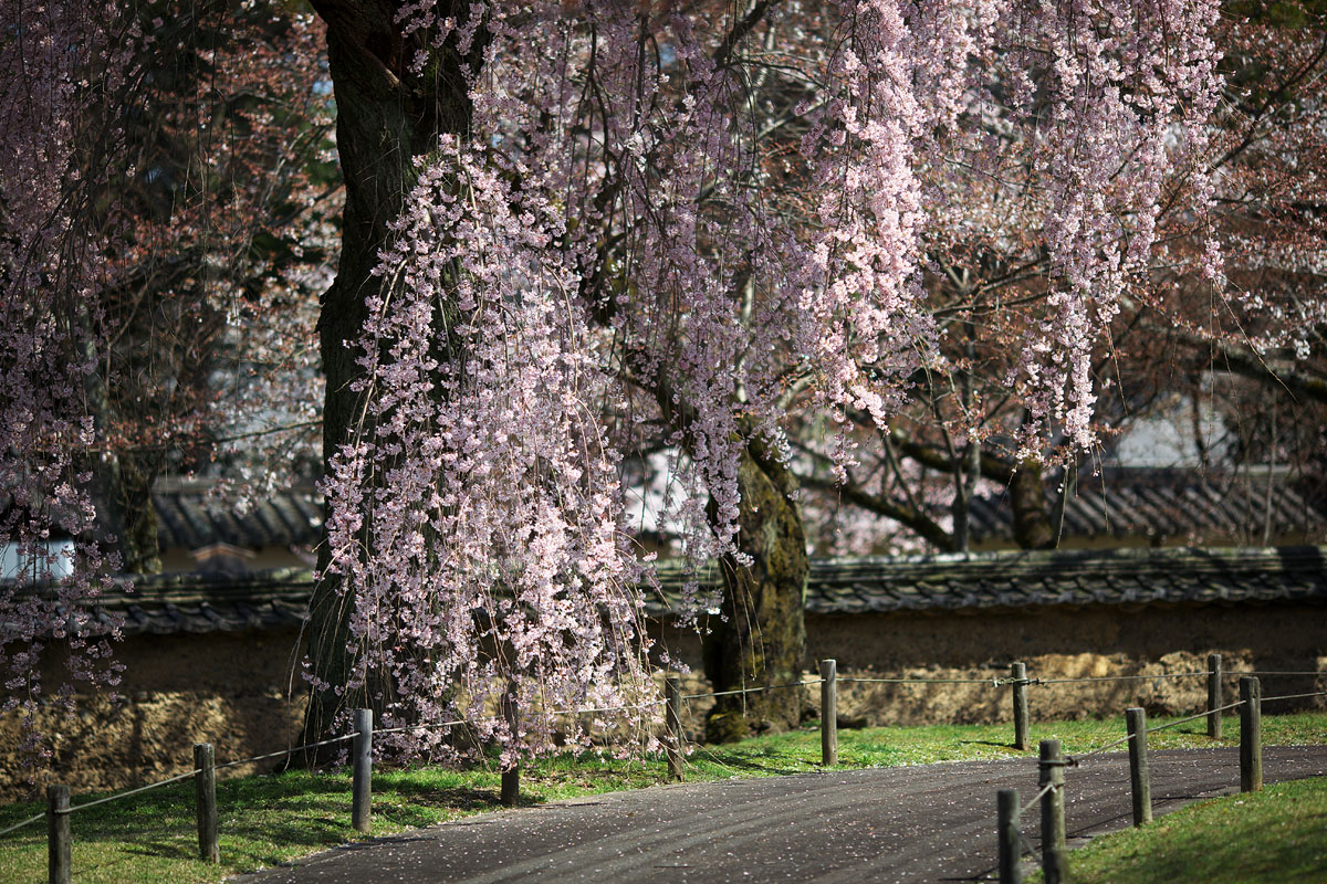 醍醐寺のさくら　その2（京都府京都市伏見区）_c0115616_1812879.jpg