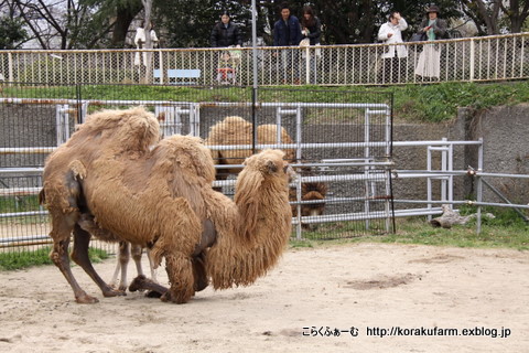 ラフちゃんに大接近 ラクダのスペシャルなガイドイベント_c0188824_2330289.jpg