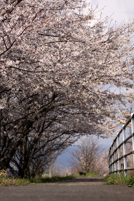 桜三月散歩道　－２_e0190224_14585137.jpg