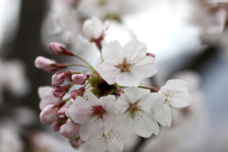 桜愛でる　－１_e0190224_1591694.jpg