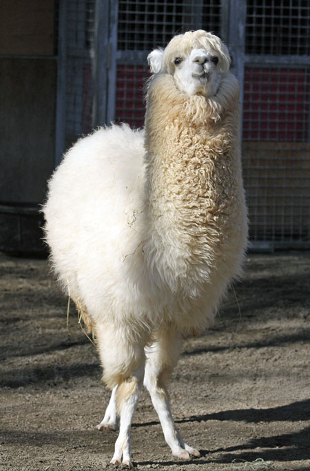 ともだち牧場のアルパカたち 動物園放浪記 ともだち牧場のアルパカたち 動物園放浪記