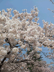 c0188928_14454170.gif