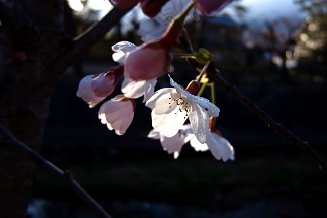 桜と疾風怒濤の空と_e0165831_22284653.jpg