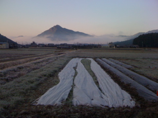 三月の多雨／トマト苗寒さに当たる／白菜播種_a0086634_7525838.jpg