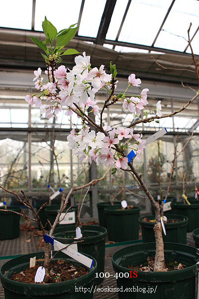 《花》　天城吉野（桜）1　18-270mm　（振興センター）_c0080036_237996.jpg