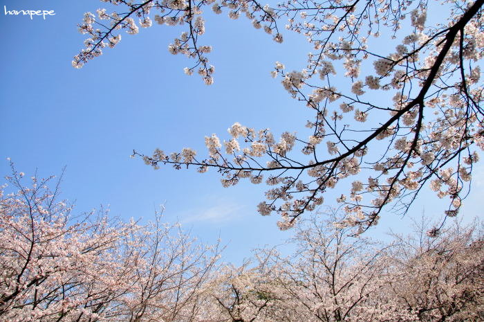  桜　　　＊０２＊　　　西公園_a0145741_23233039.jpg