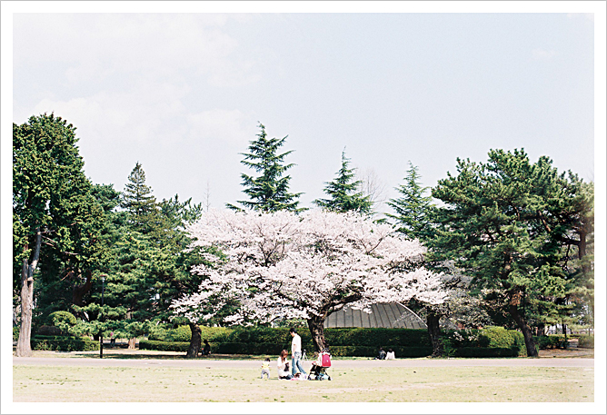桜の季節…_b0049843_2223837.jpg