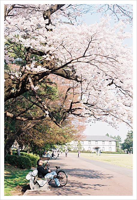 桜の季節…_b0049843_2231494.jpg
