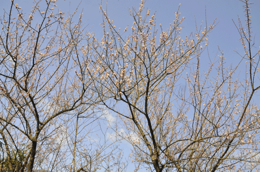 c0093046_6501572.gif