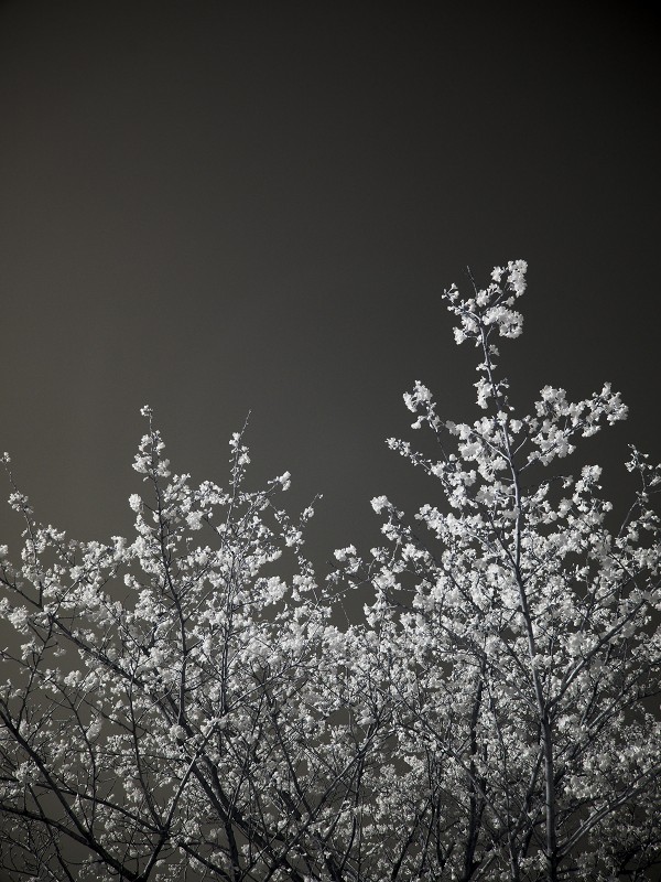 Cherry blossoms　2010 (4) Infra Red_f0002946_1134968.jpg