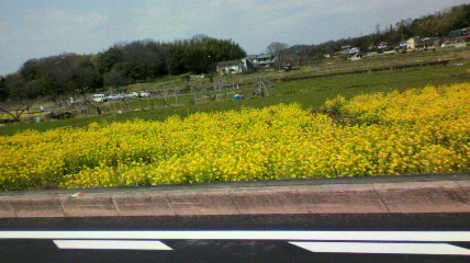 菜の花畑_d0004447_111035.jpg