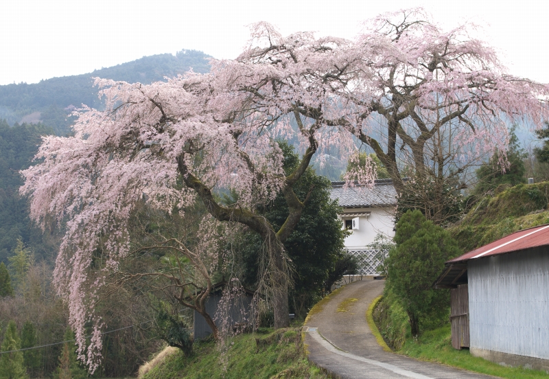 春本番！山里の春景色Ⅳ_b0147449_18514344.jpg