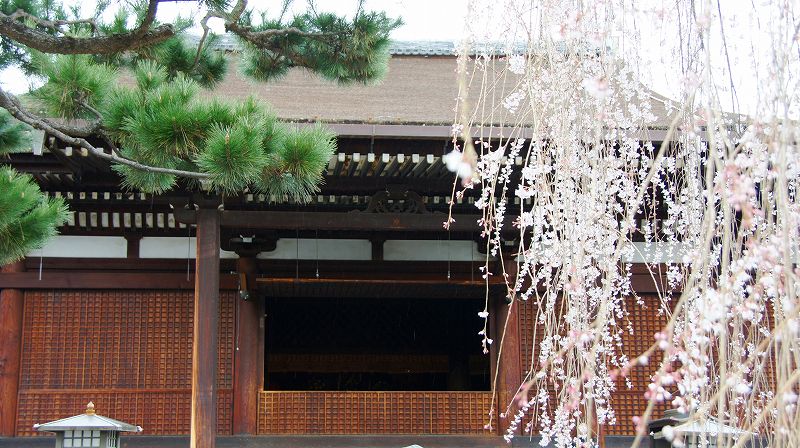 都路の桜便り２０１０ （西陣 千本釈迦堂（大報恩寺）の枝垂桜（阿亀桜） ） (2010年03月29日)_c0119555_21433080.jpg